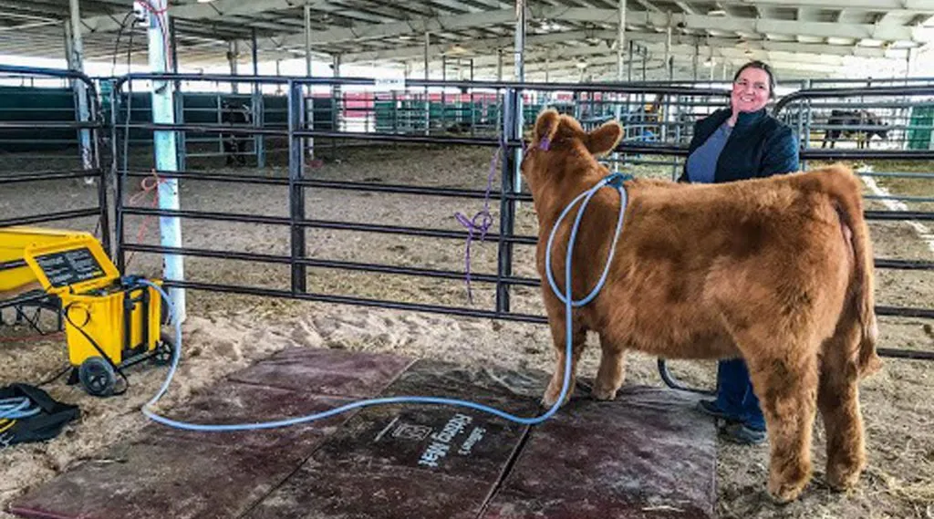 Show Cattle and PEMF natural recovery