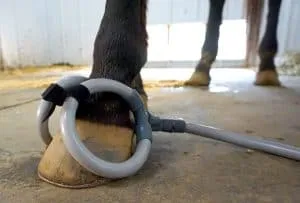 Hooves and Hearts horse