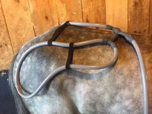 Racehorses, Lumbar and Glutes racehorses