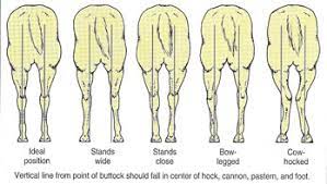 Hind leg conformation