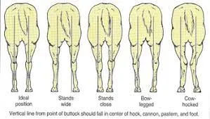 Hind Leg Conformation: How it Affects Performance and How to Pulse for It Hind leg conformation