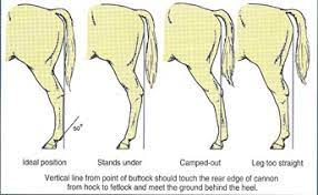 Hind leg conformation