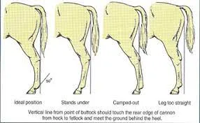 Hind Leg Conformation: How it Affects Performance and How to Pulse for It Hind leg conformation