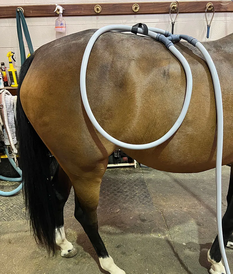 Hind Leg Conformation: How it Affects Performance and How to Pulse for It Hind leg conformation