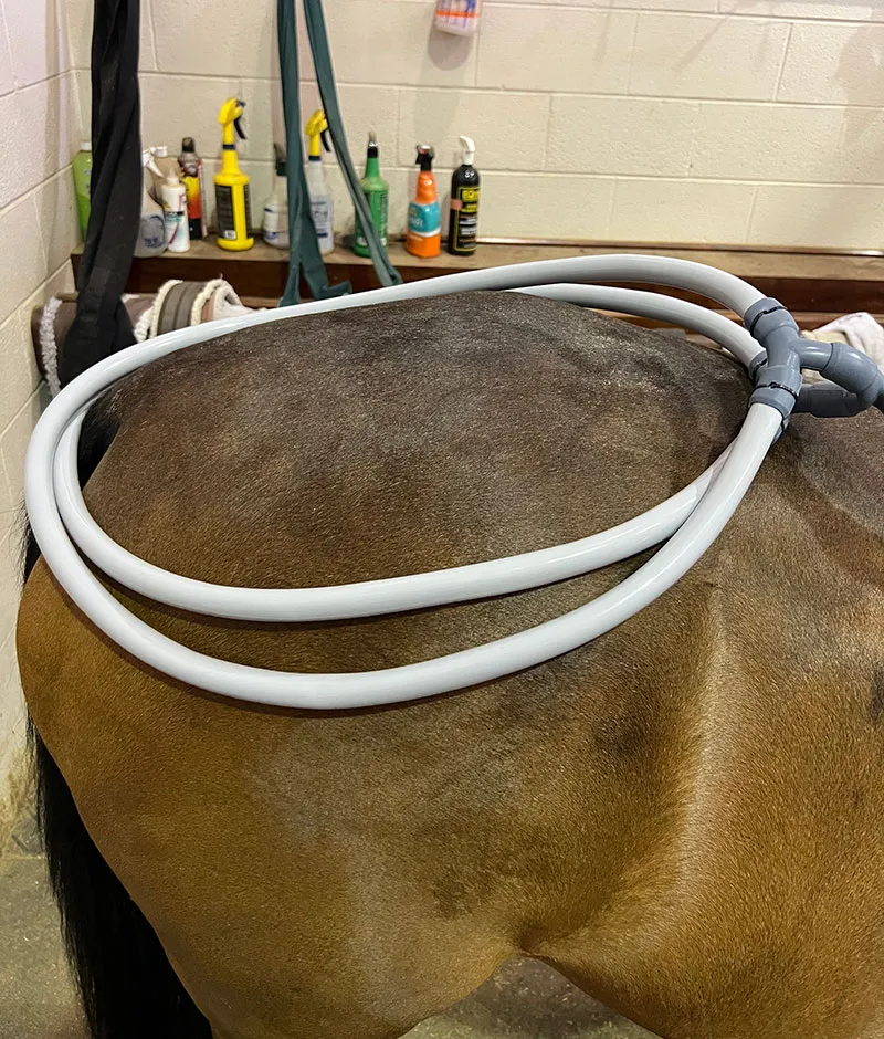 Hind Leg Conformation: How it Affects Performance and How to Pulse for It Hind leg conformation