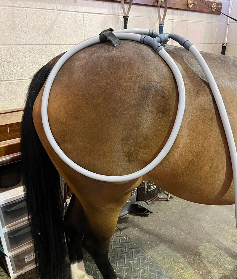 Hind Leg Conformation: How it Affects Performance and How to Pulse for It Hind leg conformation