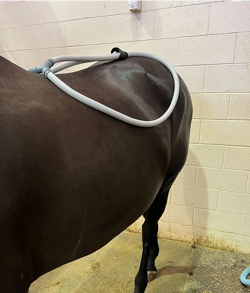 Hind Leg Conformation: How it Affects Performance and How to Pulse for It Hind leg conformation