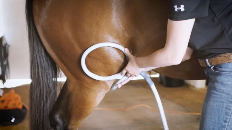 Hind Leg Conformation: How it Affects Performance and How to Pulse for It Hind leg conformation