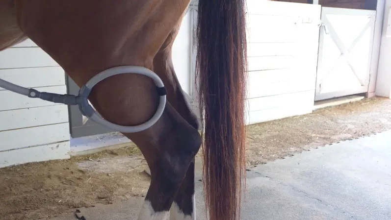 Hind Leg Conformation: How it Affects Performance and How to Pulse for It Hind leg conformation