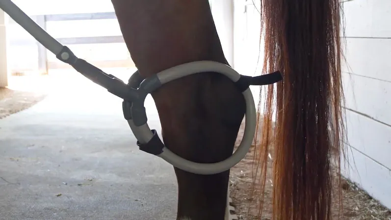 Hind Leg Conformation: How it Affects Performance and How to Pulse for It Hind leg conformation