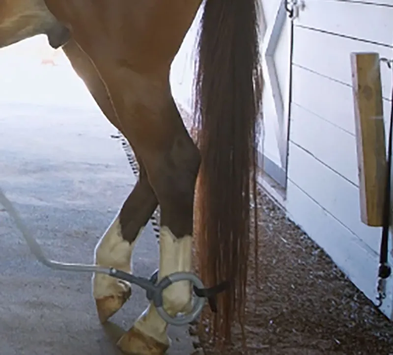 Hind Leg Conformation: How it Affects Performance and How to Pulse for It Hind leg conformation