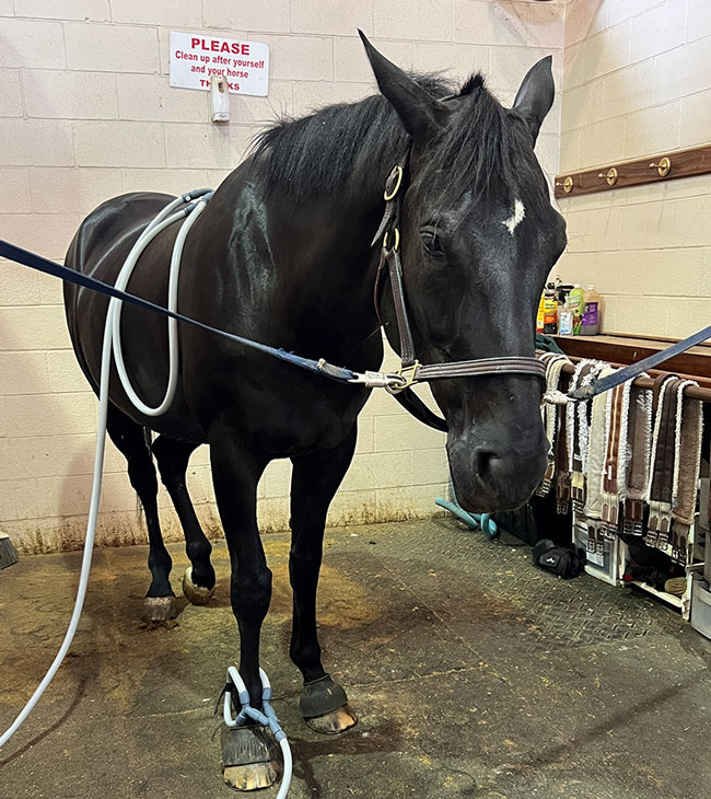 Pulsing for Equine Relaxation & Watching Body Language A horse with a PEMF loop attached