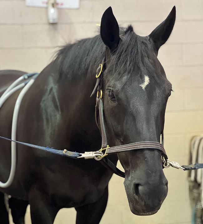Pulsing for Equine Relaxation & Watching Body Language A horse with a PEMF loop attached