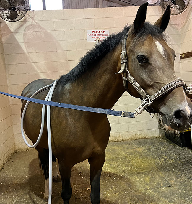 Pulsing for Equine Relaxation & Watching Body Language A horse with a PEMF loop attached