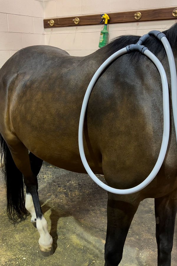 Pulsing for Equine Relaxation & Watching Body Language A horse with a PEMF loop attached
