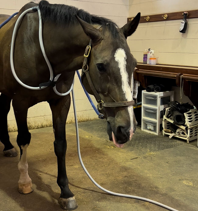 Pulsing for Equine Relaxation & Watching Body Language A horse with a PEMF loop attached