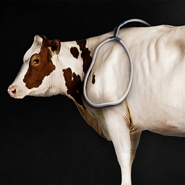 Pulse EQ-X1 An image of a cow in black background wearing a Pulse PEMF EQ X1 machine with animal loop for potential benefits like pain relief and improved well-being.
