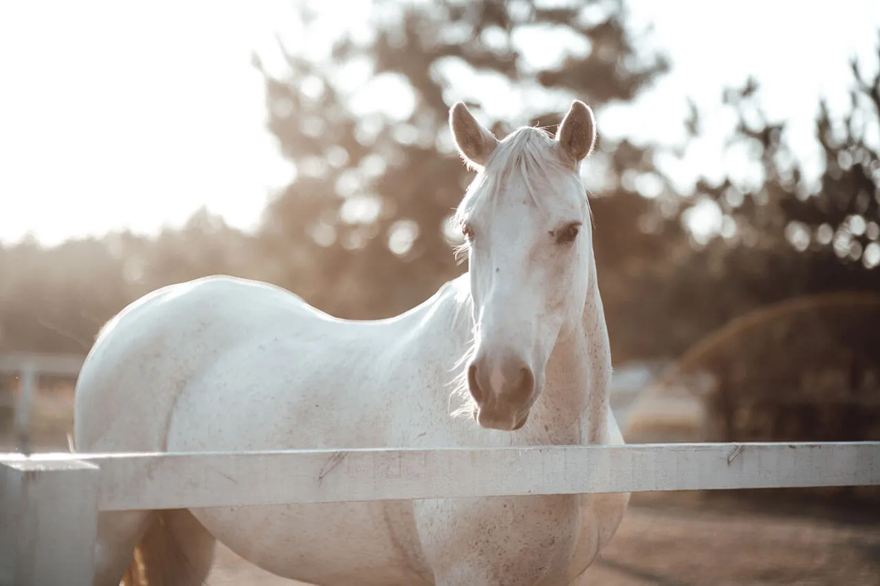 Pulse PEMF Equine Relaxation