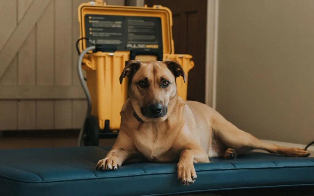 4 Benefits of PEMF for Dogs Pulse PEMF - Benefits for Dogs