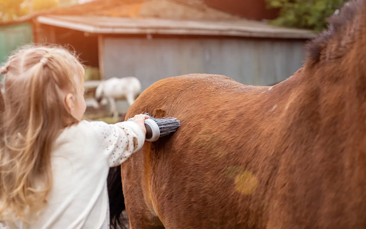 The Equine Back: Understanding and Supporting The Muscles PEMF for pets