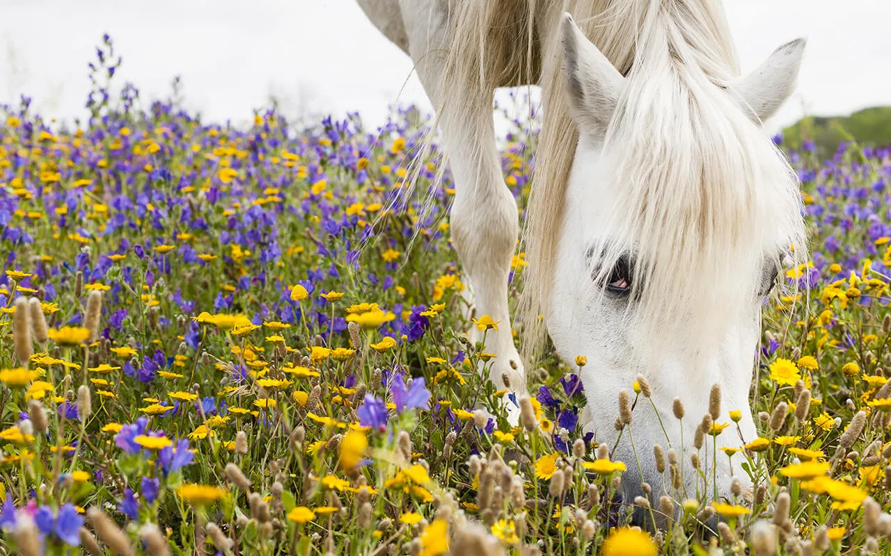 A white horse peacefully grazing in a field of colorful wildflowers.