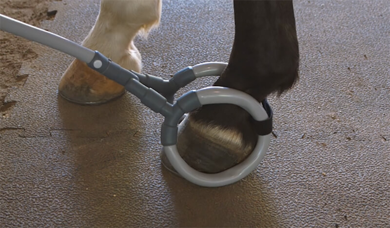 Equine Laminitis & PEMF Support for a Better Stride Laminitis