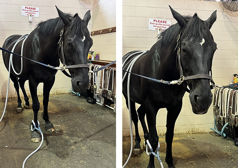 Equine Laminitis & PEMF Support for a Better Stride Laminitis