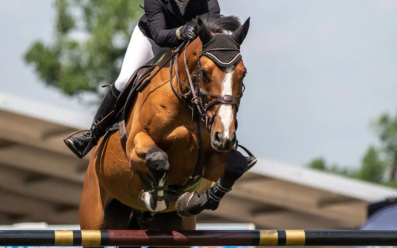 Exercise Physiology and PEMF for the Equine Athlete Exercise Physiology and PEMF for the Equine Athlete: A comprehensive guide to optimizing performance and recovery.