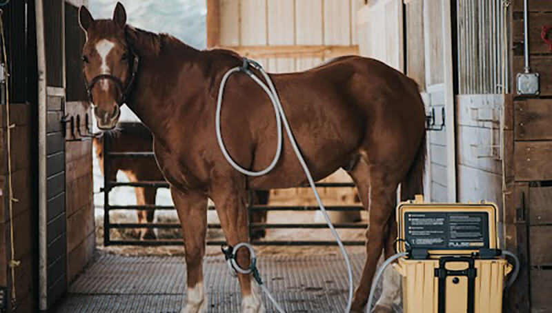 A brown horse wearing a PEMF animal loop