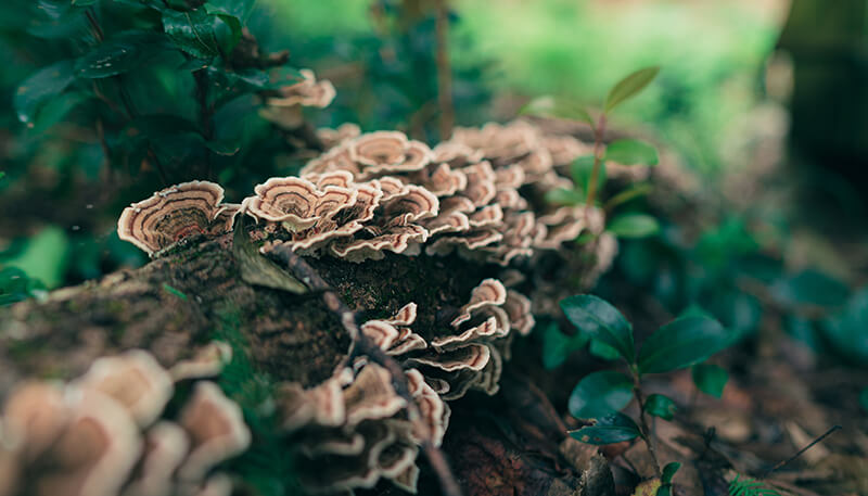 Medicinal Mushrooms: Just Another Wellness Fad? Mushrooms