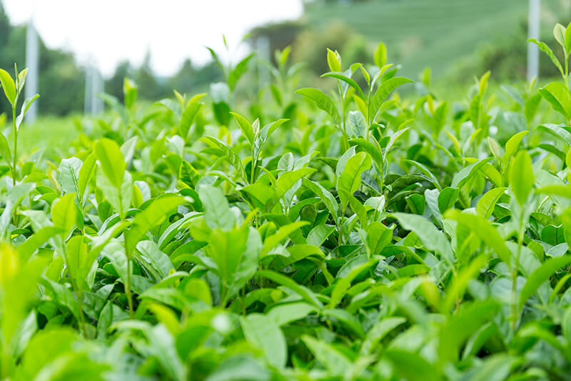 Drinking Green Tea: Is It Worth the Hype? A field of green tea