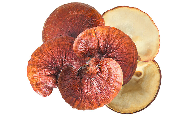 Medicinal Mushrooms: Just Another Wellness Fad? Mushrooms