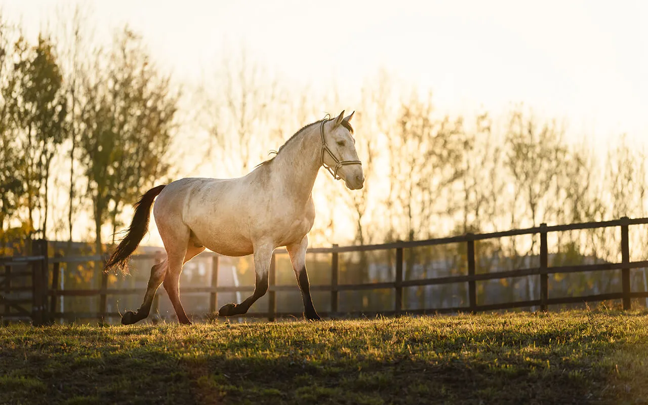 A horse galloping in grass at sunset.