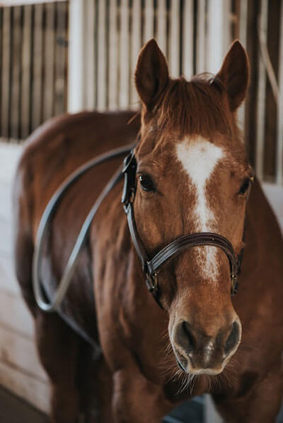 Natural Anti-Inflammatory Options for Animals A horse with a PEMF loop attached
