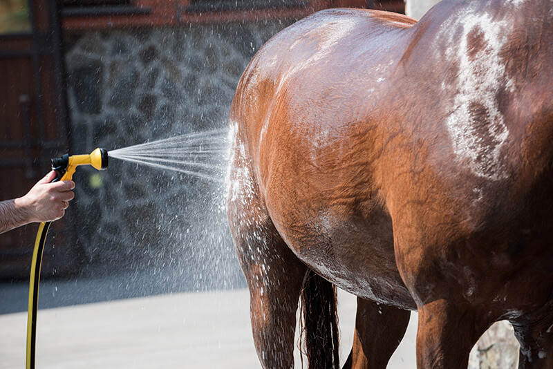 Hot Weather + Horses: What Owners Should Know Hot Weather Horses