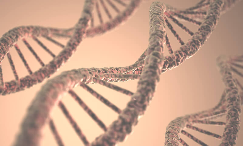 The Benefits of Folate for Cellular Health DNA Structure