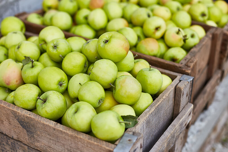 Natural Anti-Inflammatory Options for Animals anti-inflammatory