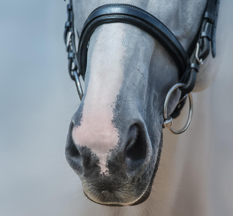 Hot Weather + Horses: What Owners Should Know Hot Weather Horses