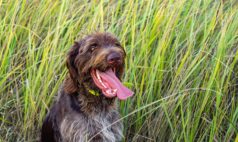 Adjusting PEMF Intensity For Animals A dog with its tongue out, happily frolicking in tall grass.