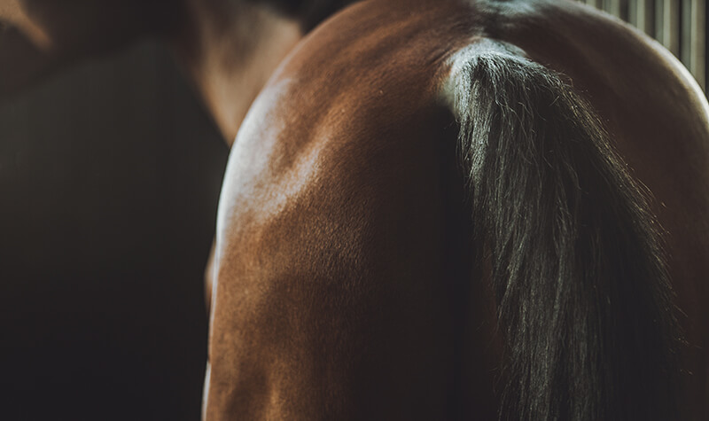 Adjusting PEMF Intensity For Animals A close-up of a horse's tail, showcasing its beauty and elegance.