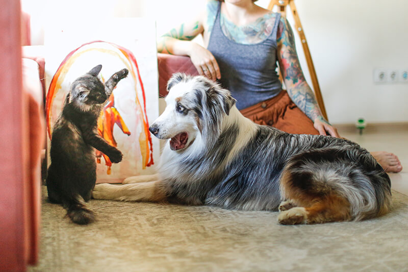 How Pets Impact Your Health PEMF for pets