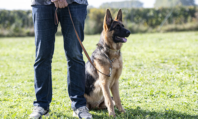 Continuing Your Education: Building Your Animal Expertise A man standing next to a German Shepherd dog