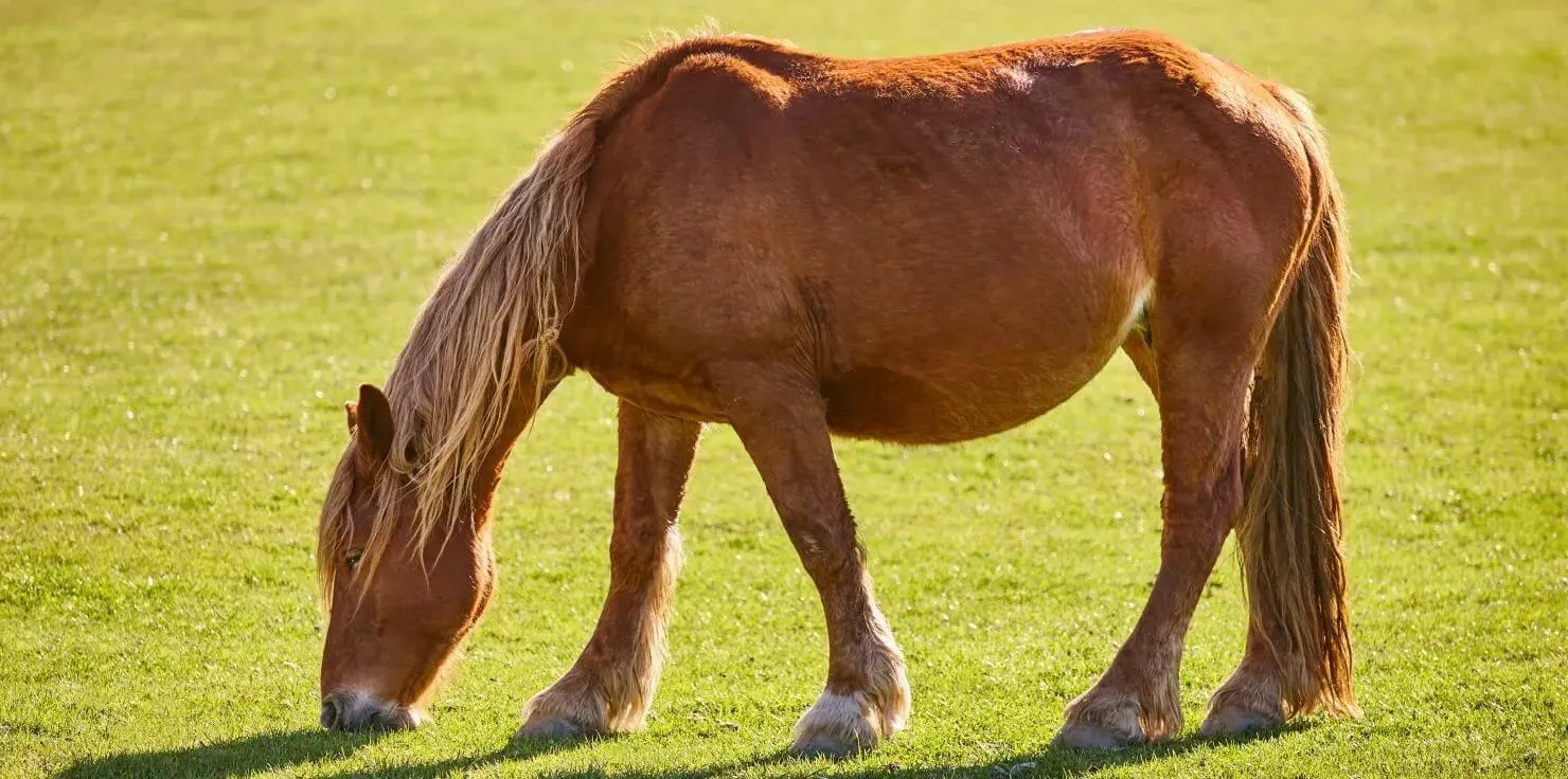 PEMF Horse Therapy FAQs: Everything You Need To Know Is PEMF safe for horses
