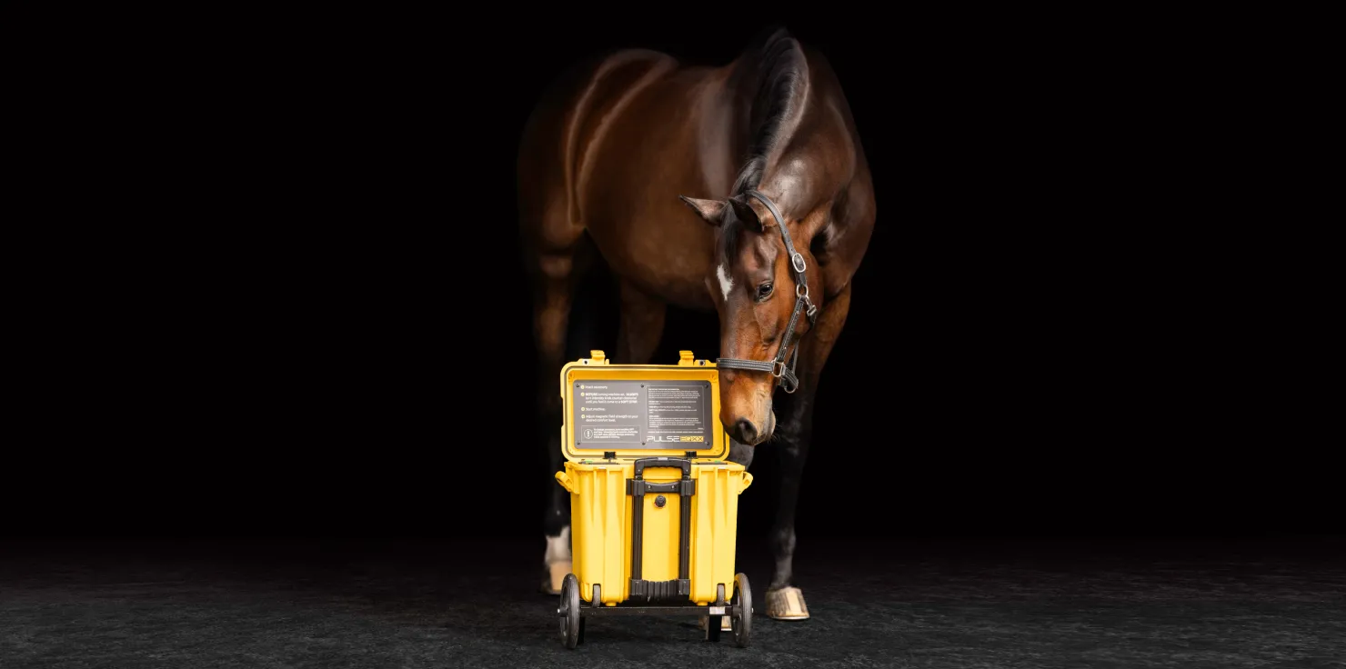 PEMF Therapy For Horses: New Equine Wellness Trend Potential Side Effects of PEMF Therapy For Horses