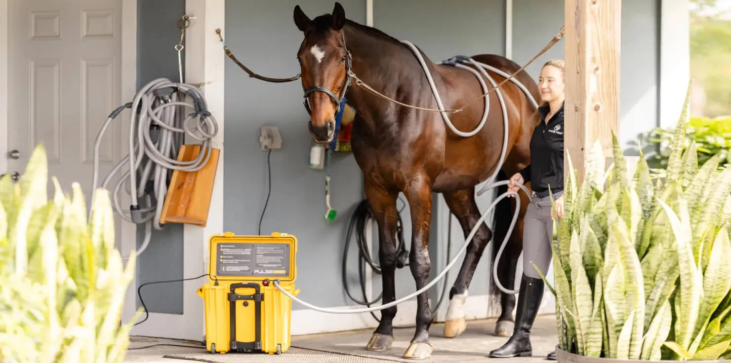 PEMF Therapy For Horses: New Equine Wellness Trend Potential Side Effects of PEMF Therapy For Horses