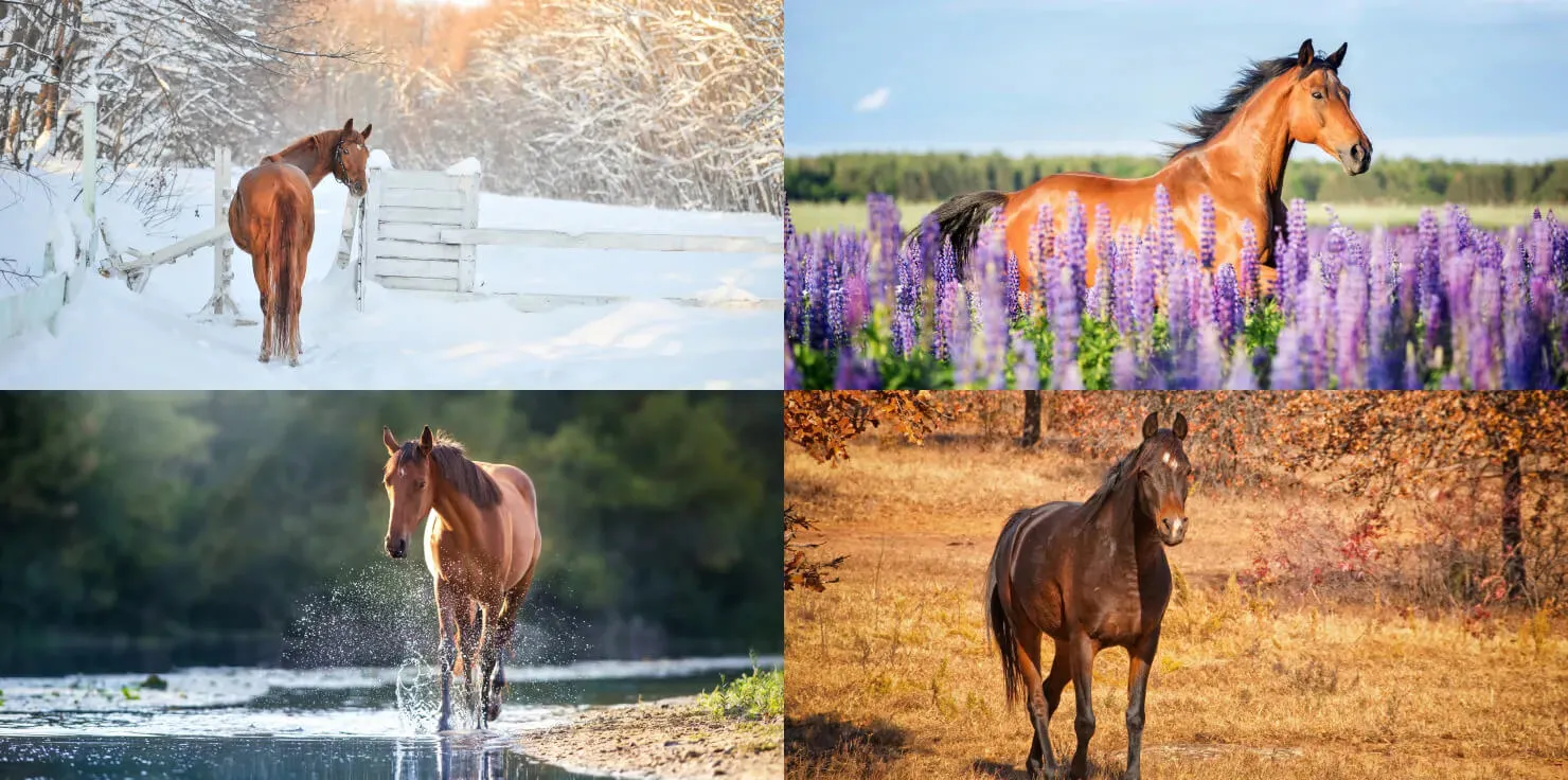Seasonal Adaptations: How to Optimize PEMF Therapy for Horses How to Optimize PEMF Therapy for Horses for Each Season