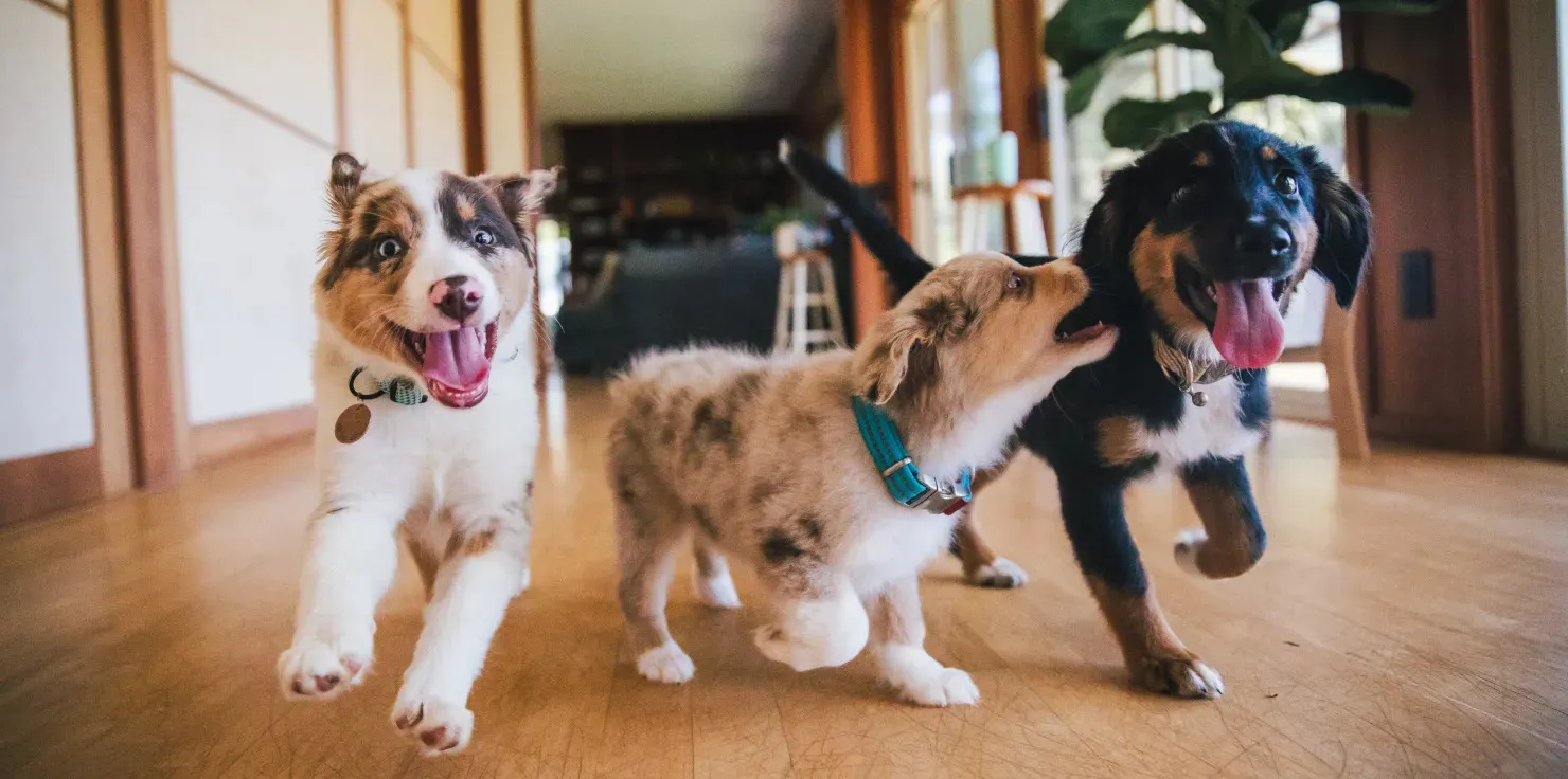 PEMF Therapy Increased Range of Motion