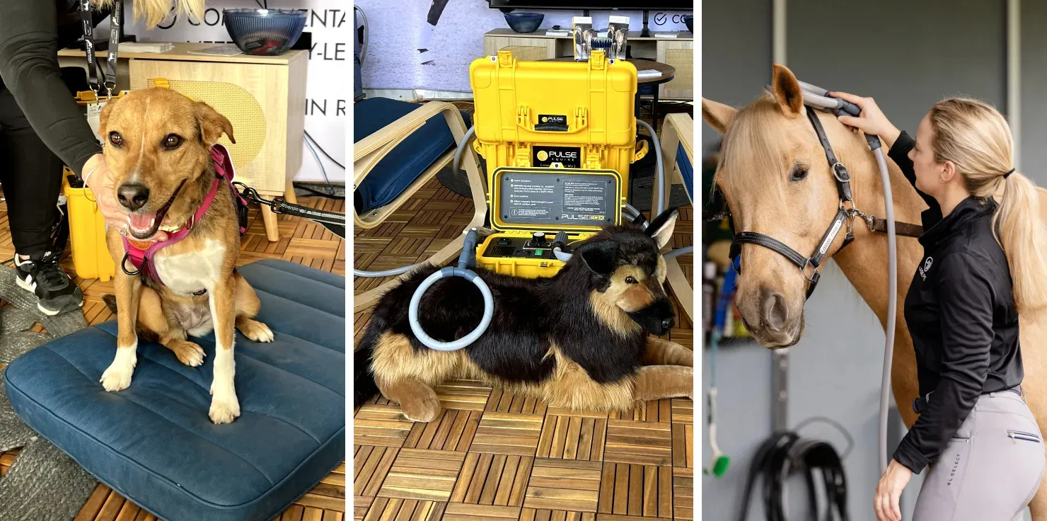 PEMF Therapy Common Uses of PEMF Therapy in Veterinary Applications