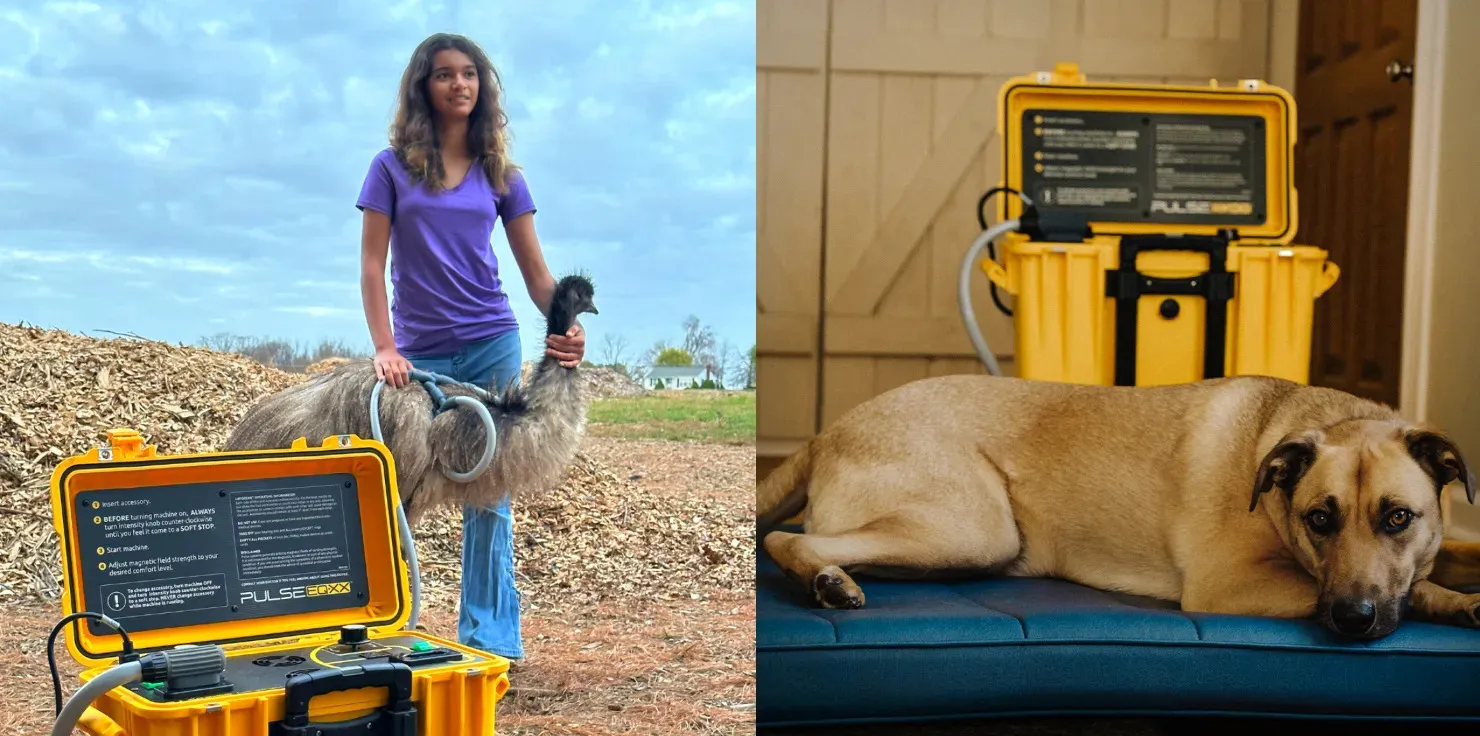 PEMF therapy for Pets How PEMF Therapy Can Improve Joint Health and Mobility