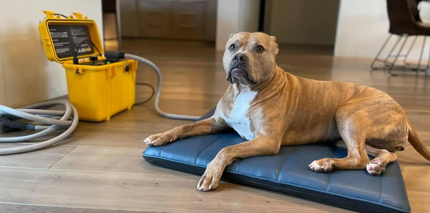 PEMF Therapy How to Get Started with PEMF Therapy for Your Pet Through Pulse PEMF